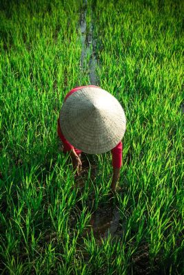  The Queen Of The Rice Field, A Magical Tale Of Sacrifice And Abundance From 4th Century Vietnam?