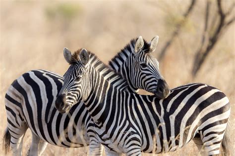  Zigzag Path of the Zebra: A South African Tale Exploring Destiny and Defiance